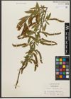 Foto von Salix triandra L.